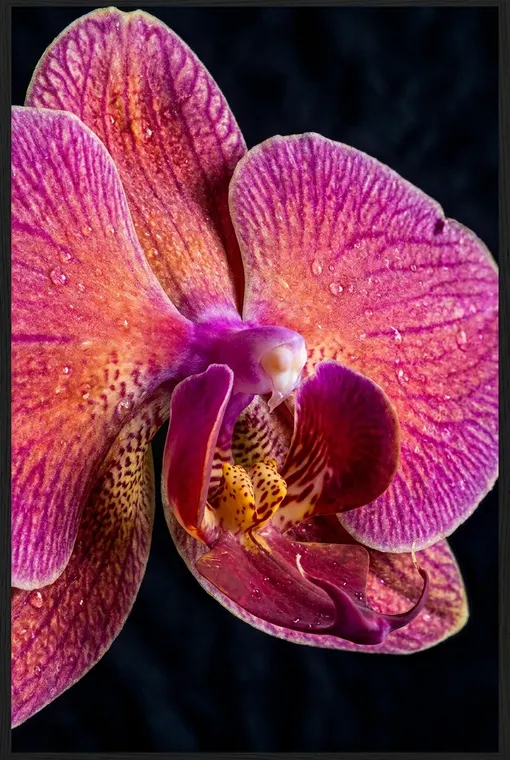 Eine eindrucksvolle Nahaufnahme einer blühenden Orchidee, mit hyperrealistischen Details und lebendigen Farben vor einem dunklen, kontrastierenden Hintergrund dargestellt, die ihre exotische Schönheit hervorhebt.